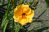 Лилейник гибридный (Hemerocallis `Border Baby`)