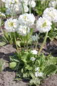 Примула мелкозубчатая (Primula denticulata `Alba`)