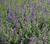 Котовник Фассена (Nepeta faassenii `Senior`)