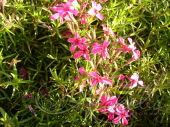 Флокс столоносный (Phlox stolonifera `Purpurea`)