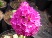 Примула мелкозубчатая (Primula denticulata `Rubin`)