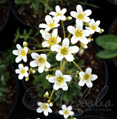 Камнеломка метельчатая (Saxifraga paniculata)