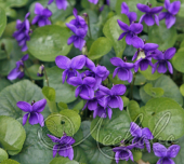 Фиалка душистая (Viola odorata `Konigin Charlotte`)