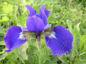 Ирис сибирский (Iris sibirica `Caesar`s Brother`)