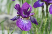 Ирис сибирский (Iris sibirica `Wine Wings`)