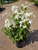 Гортензия метельчатая (Hydrangea paniculata `Levana`)
