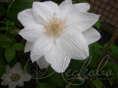 Клематис (Clematis `Duchess of Edinburgh`)