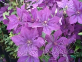 Клематис (Clematis `Honora`)