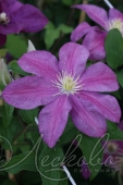 Клематис (Clematis `Sunset`)