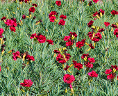 Гвоздика перистая (Dianthus plumarius `Munot`)