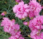 Гвоздика перистая (Dianthus plumarius `Maggie`)