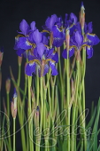 Ирис сибирский (Iris sibirica `Blue King`)