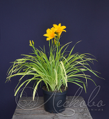 Лилейник гибридный (Hemerocallis `Chicago Sunrise`)