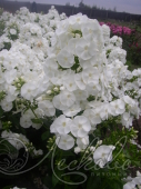 Флокс метельчатый (Phlox paniculata `Danielle`)