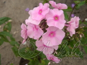 Флокс метельчатый (Phlox paniculata `Elizabeth Arden`)