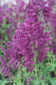 Шалфей дубравный (Salvia nemorosa `Schwellenburg`)