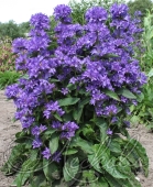 Колокольчик скученный (Campanula glomerata `Freya`)