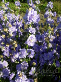 Колокольчик персиколистный (Campanula persicifolia `La Bello`)