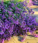 Котовник Фассена (Nepeta faassenii `Six Hills Giant`)