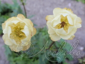 Купальница бесстебельная (Trollius acaulis `Alabaster`)