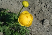 Купальница китайская (Trollius chinensis `Lemon Queen`)