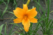 Лилейник гибридный (Hemerocallis `Aten`)