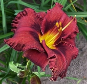 Лилейник гибридный (Hemerocallis `Black Stocking`)