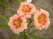 Лилейник гибридный (Hemerocallis `Cherry Valentine`)