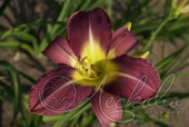 Лилейник гибридный (Hemerocallis `Chicago Royal Robe`)