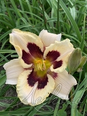 Лилейник гибридный (Hemerocallis `Darling`)