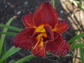 Лилейник гибридный (Hemerocallis `Double Firecracker`)