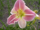 Лилейник гибридный (Hemerocallis `Forsyth Frostbound`)