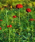 Лихнис халцедонский (Lychnis chalcedonica)