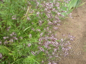 Мята перечная (Mentha piperita)