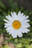 Нивяник наибольший (Leucanthemum maximum `Becky`)