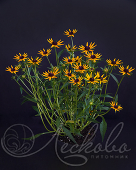 Рудбекия блестящая (Rudbeckia fulgida `Litlle Goldstar`)