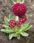 Примула мелкозубчатая (Primula denticulata `Rubra`)