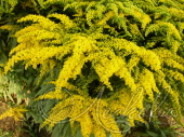 Солидаго морщинистый (Solidago rugosa `Fireworks`)