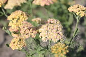 Тысячелистник обыкновенный (Achillea millefolium `Apricot Beauty`)