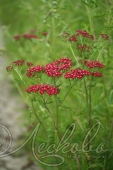 Тысячелистник обыкновенный (Achillea millefolium `Cassis`)