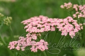 Тысячелистник обыкновенный (Achillea millefolium `Lachsschonheit`)