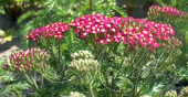 Тысячелистник обыкновенный (Achillea millefolium `Lecisje Ocra`)