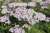 Тысячелистник обыкновенный (Achillea millefolium `Lilac Beauty`)