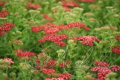 Тысячелистник обыкновенный (Achillea millefolium `Petra`)