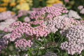 Тысячелистник обыкновенный (Achillea millefolium `Pink Lady`)