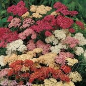 Тысячелистник обыкновенный (Achillea millefolium `Summer Pastels`)