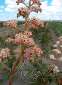 Роджерсия конскокаштанолистная (Rodgersia aesculifolia)