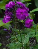 Флокс метельчатый (Phlox paniculata `Aida`)