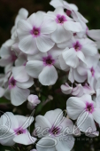 Флокс метельчатый (Phlox paniculata `Europa`)