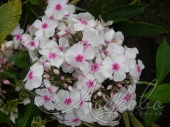 Флокс метельчатый (Phlox paniculata `Graf Zeppelin`)